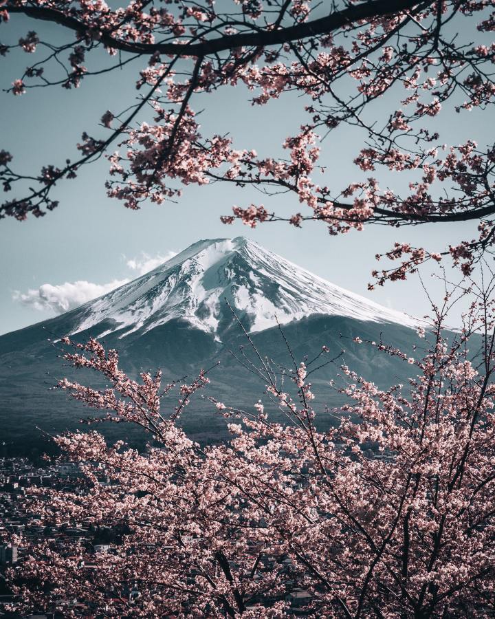 Mount Fuji and Cherry Blossoms Japan